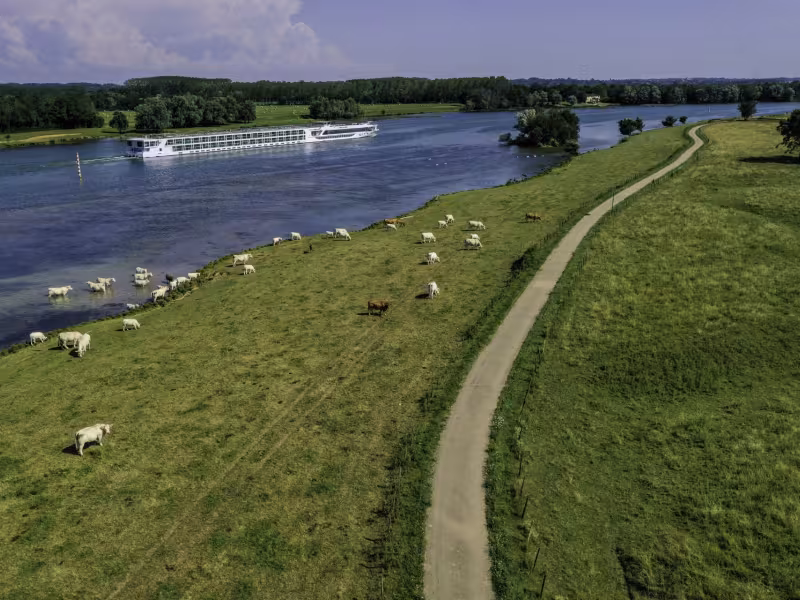 Vaches le long de la Saône et de la voie verte de La Voie Bleue
