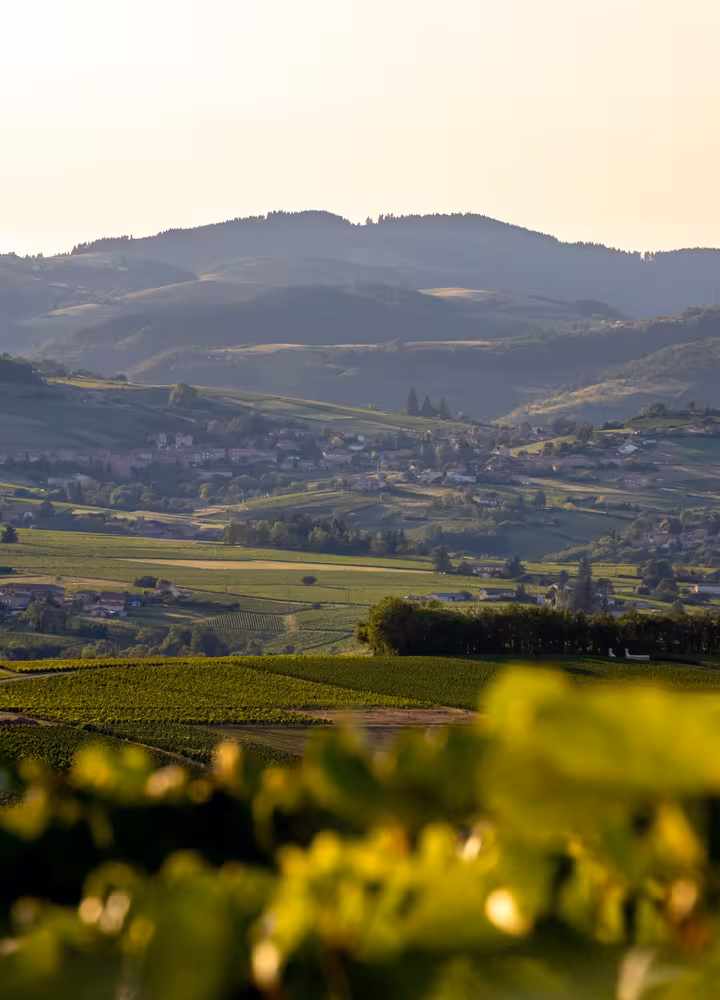 Vignoble du Beaujolais © etienne_ramousse_destination_beaujolais