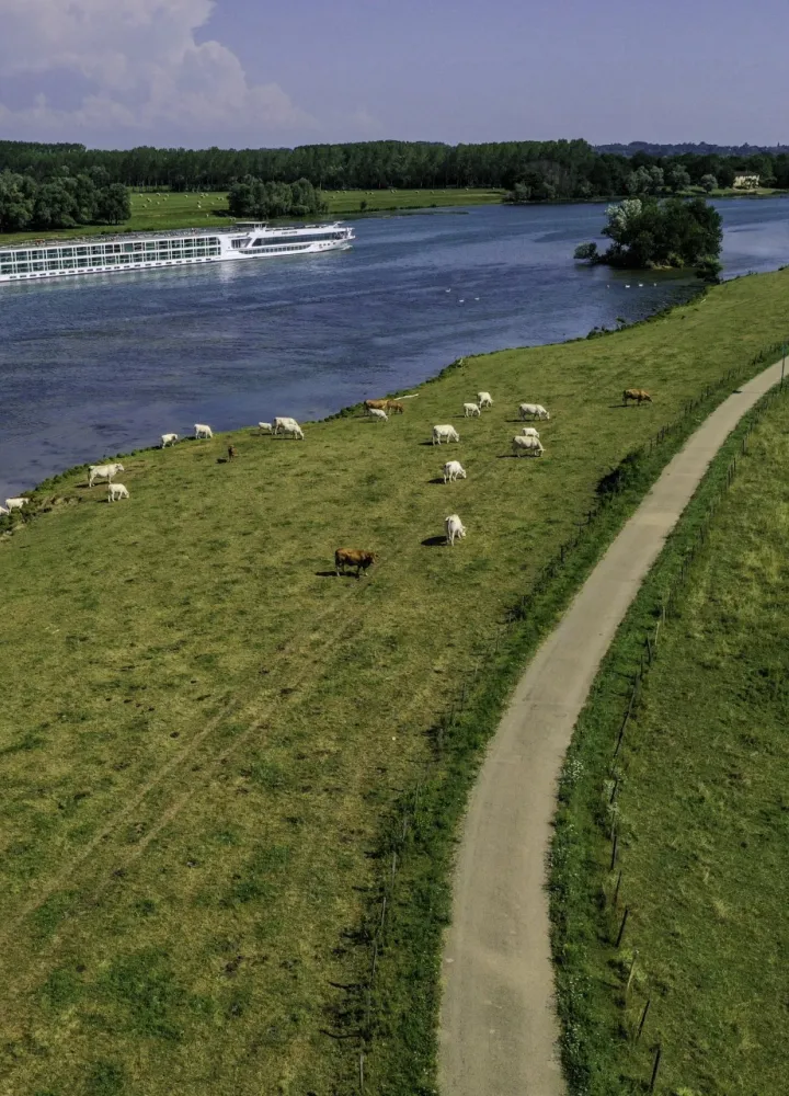 Vaches le long de la Saône et de la voie verte de La Voie Bleue