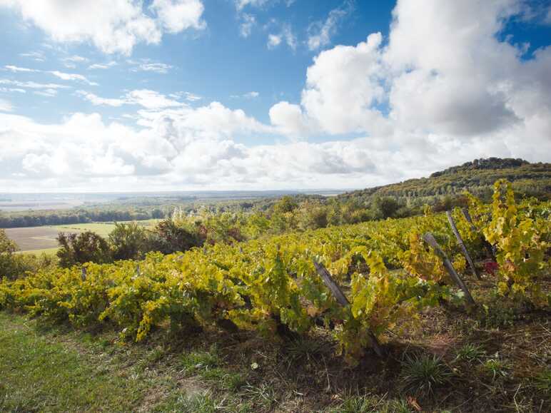 Vignoble de l’AOC Côtes de Toul