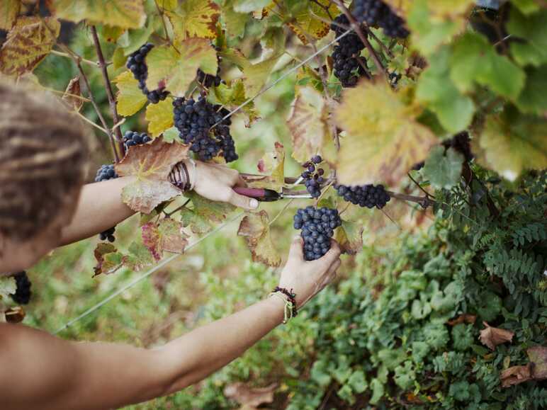 Vignoble de l’AOC Moselle