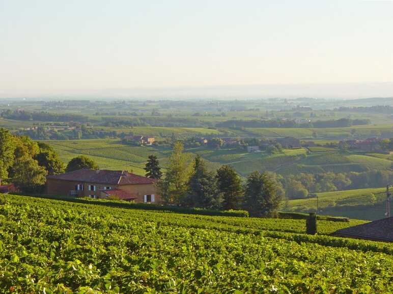 Le vignoble du Beaujolais